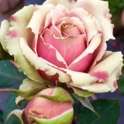 Роза ПитаХайя<br>(Pitahaya Rose) Роза ПитаХайя<br>(Pitahaya Rose)