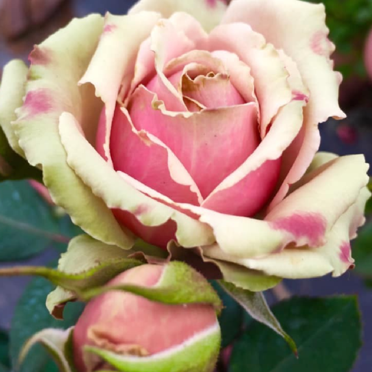 Роза ПитаХайя<br>(Pitahaya Rose) Роза ПитаХайя<br>(Pitahaya Rose)