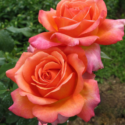Роза Рене Госсини<br> (Rene Goscinny Rose) Роза Рене Госсини (Rene Goscinny Rose) купить саженцы в Новосибирске.