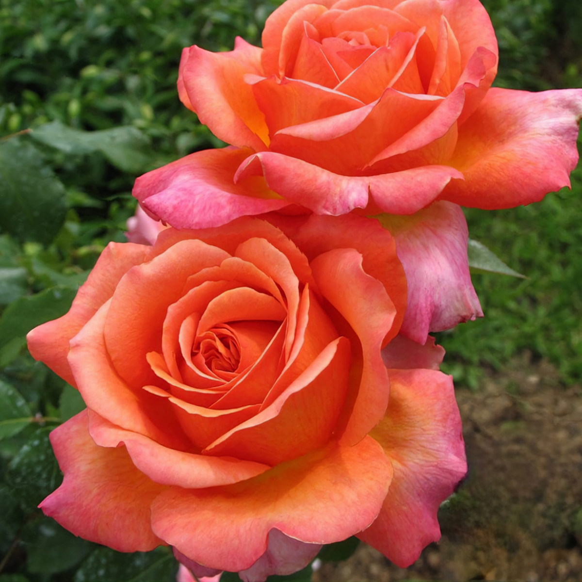 Роза Рене Госсини<br> (Rene Goscinny Rose) Роза Рене Госсини (Rene Goscinny Rose) купить саженцы в Новосибирске.