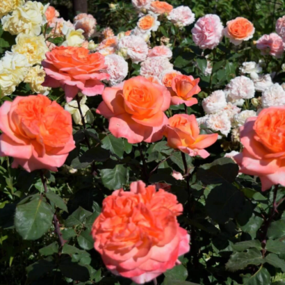 Роза Рене Госсини<br> (Rene Goscinny Rose) Роза Рене Госсини<br> (Rene Goscinny Rose)