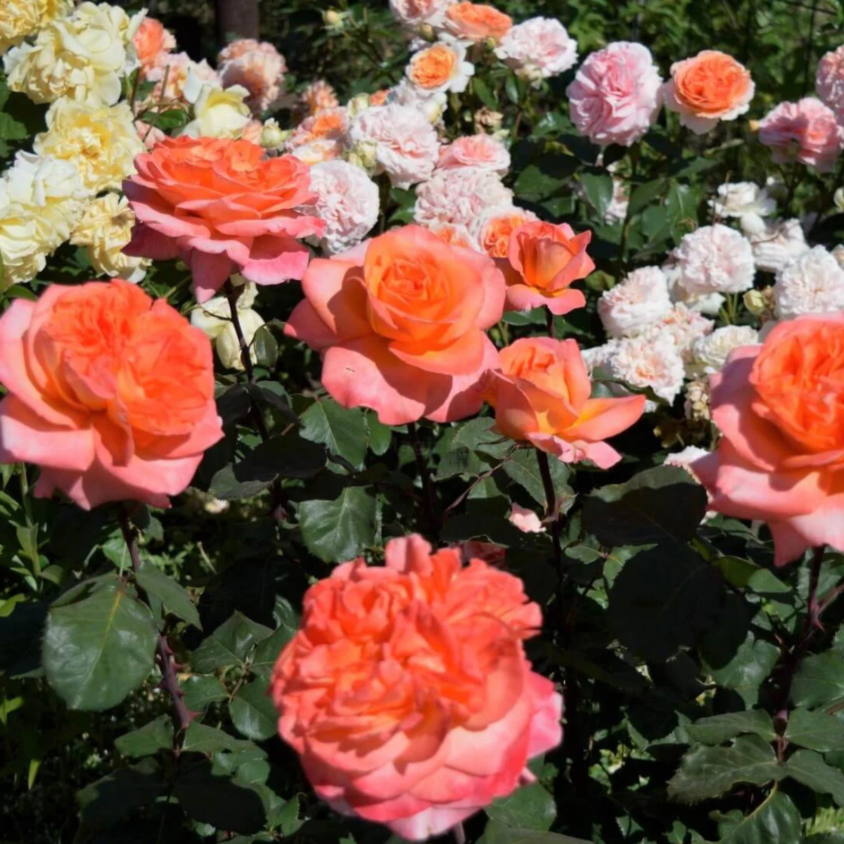 Роза Рене Госсини<br> (Rene Goscinny Rose) Роза Рене Госсини<br> (Rene Goscinny Rose)