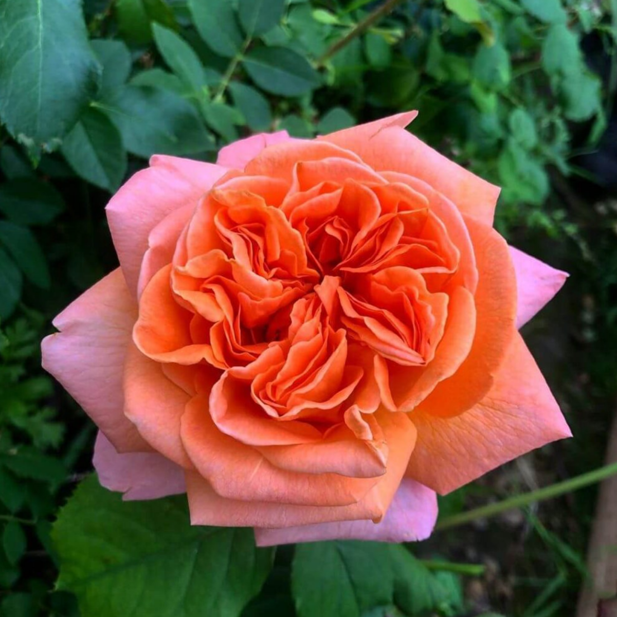 Роза Рене Госсини<br> (Rene Goscinny Rose) Роза Рене Госсини<br> (Rene Goscinny Rose)