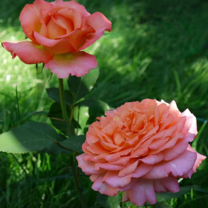 Роза Рене Госсини<br> (Rene Goscinny Rose) Роза Рене Госсини<br> (Rene Goscinny Rose)
