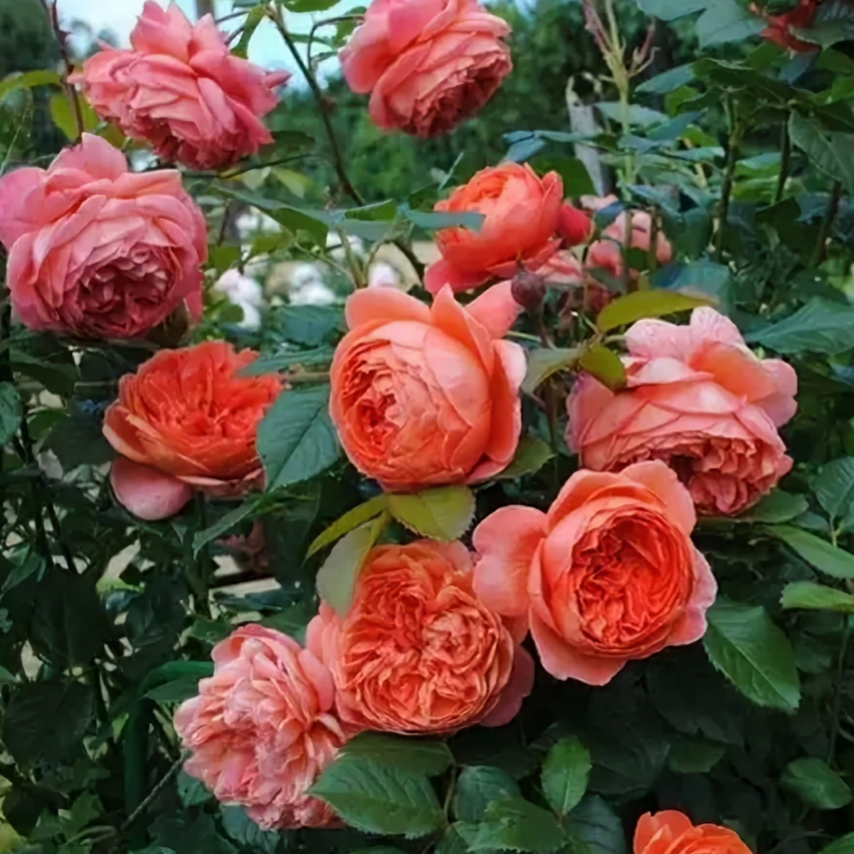 Роза Рене Госсини<br> (Rene Goscinny Rose) Роза Рене Госсини<br> (Rene Goscinny Rose)