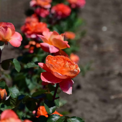 Роза Рене Госсини<br> (Rene Goscinny Rose) Роза Рене Госсини<br> (Rene Goscinny Rose)