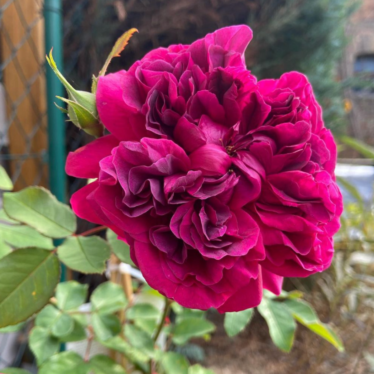Роза Шекспир <br>(Shakespeare Rose) Роза Шекспир <br>(Shakespeare Rose)