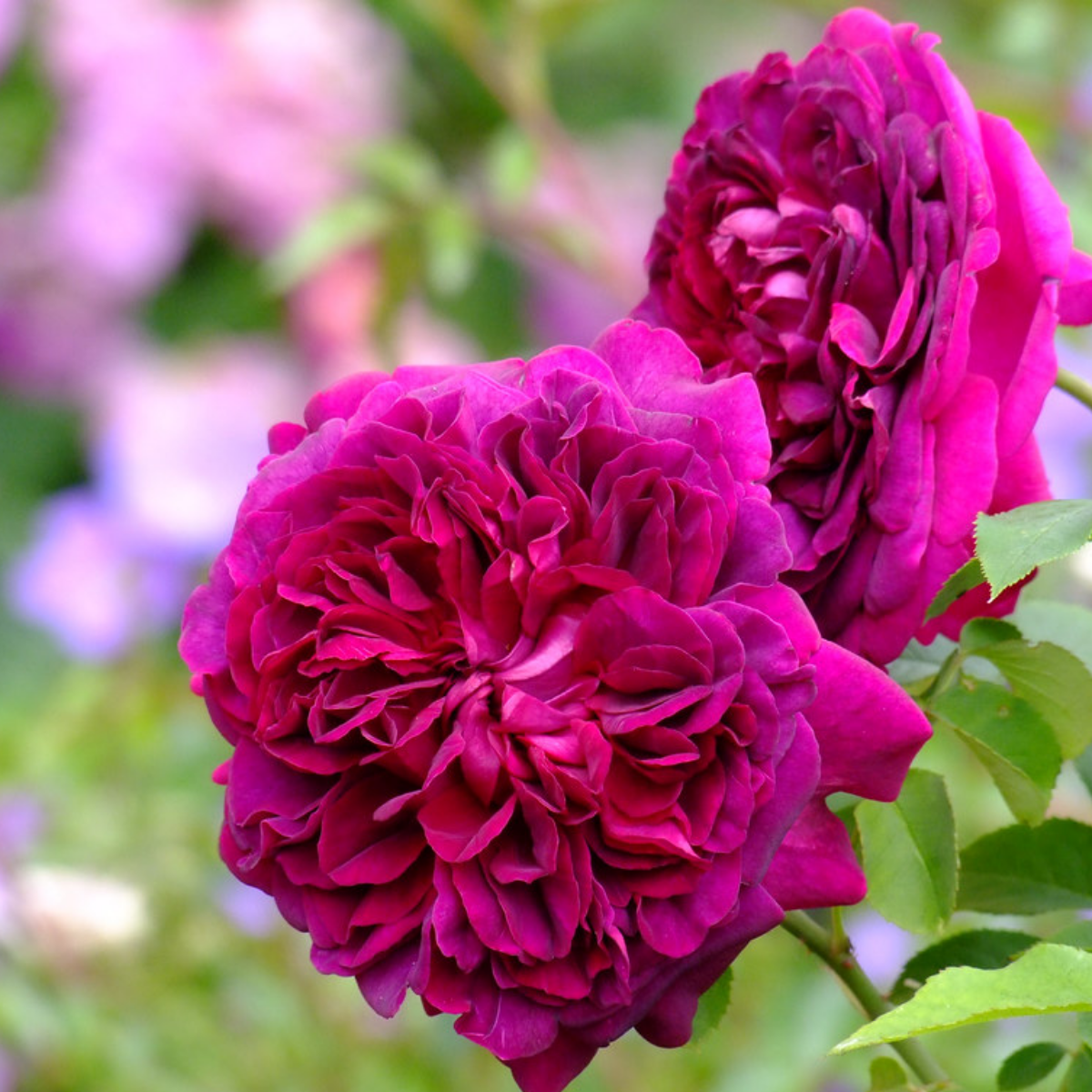 Роза Шекспир <br>(Shakespeare Rose) Роза Шекспир (Shakespeare Rose) купить саженцы в Новосибирске.