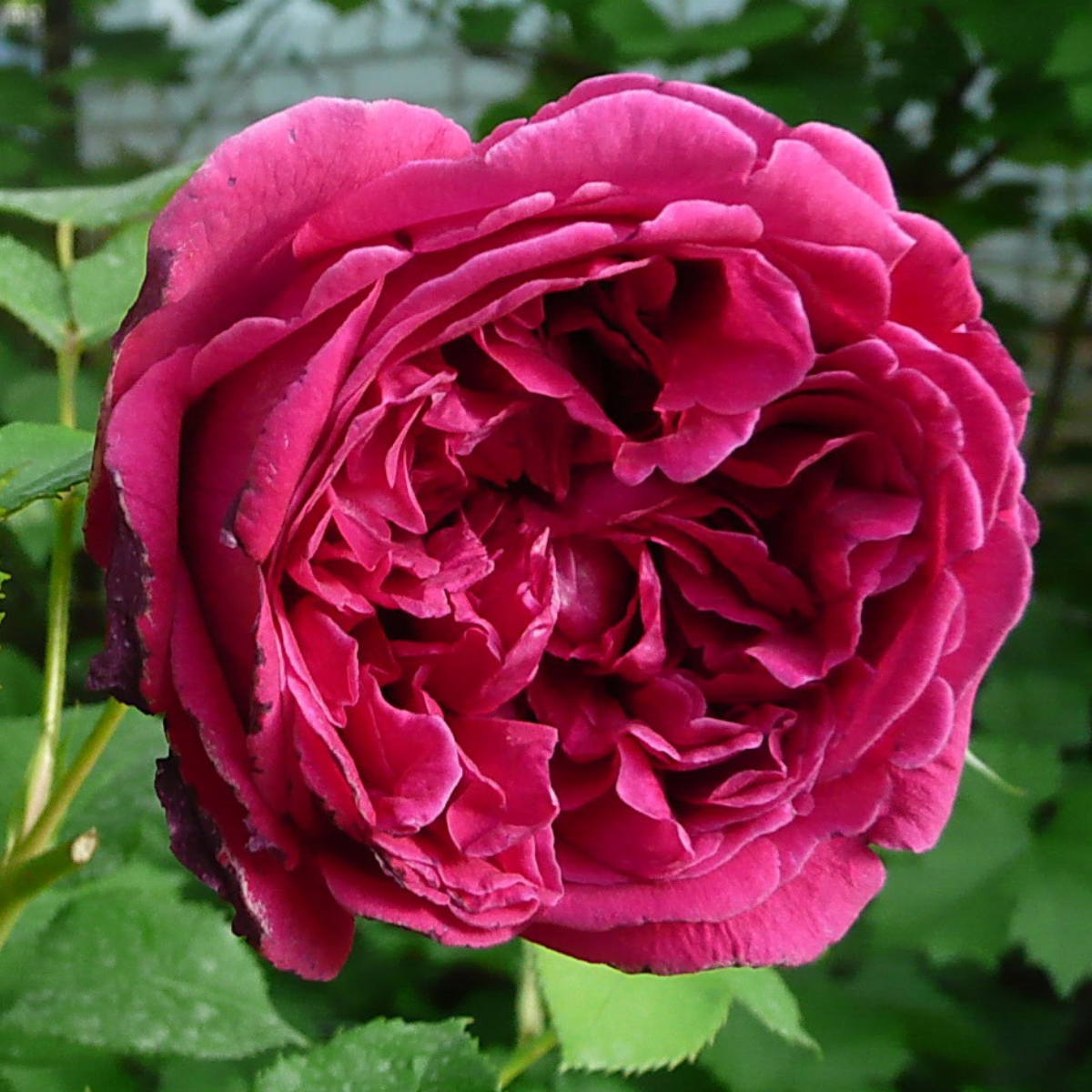 Роза Шекспир <br>(Shakespeare Rose) Роза Шекспир <br>(Shakespeare Rose)