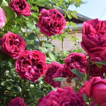 Роза Шекспир <br>(Shakespeare Rose) Роза Шекспир <br>(Shakespeare Rose)