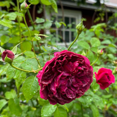 Роза Шекспир <br>(Shakespeare Rose) Роза Шекспир <br>(Shakespeare Rose)
