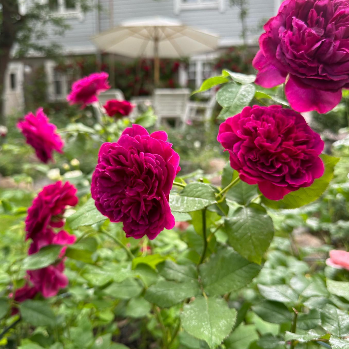 Роза Шекспир <br>(Shakespeare Rose) Роза Шекспир <br>(Shakespeare Rose)