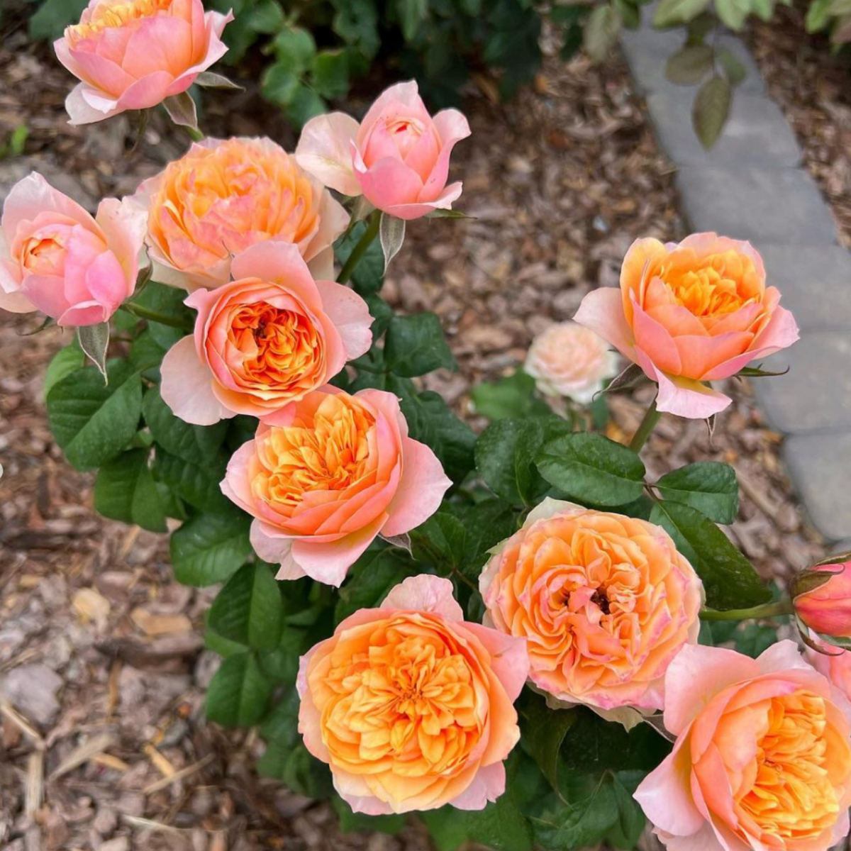 Роза Вувузела <br>(Vuvuzela Rose) Роза Вувузелла (Vuvuzela Rose) купить саженцы в Новосибирске.