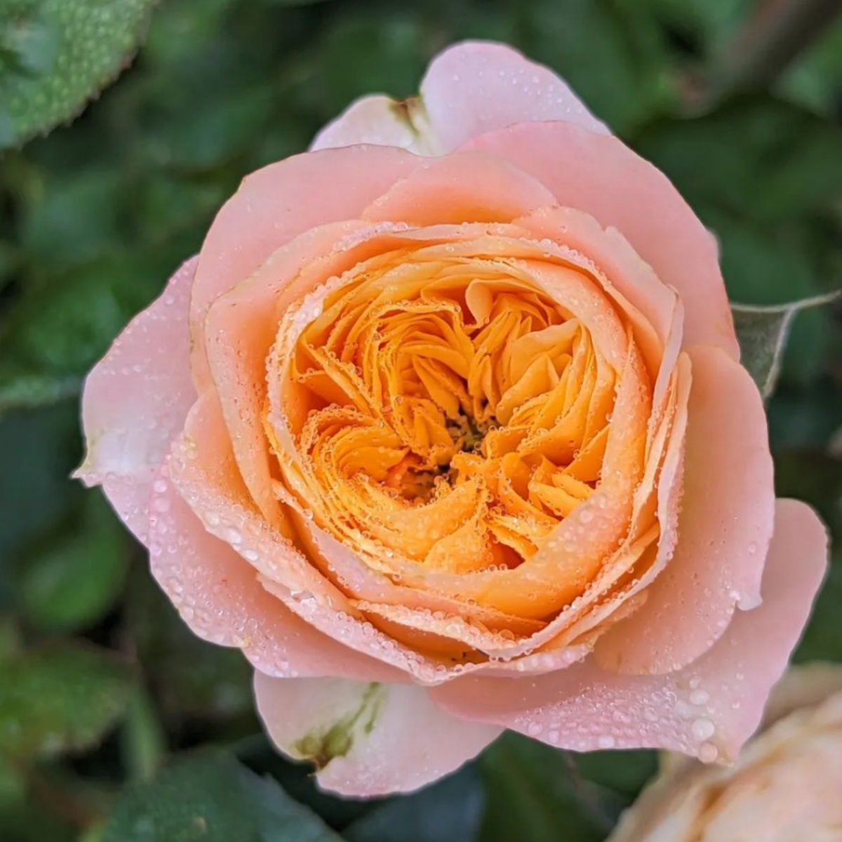 Роза Вувузела <br>(Vuvuzela Rose) Роза Вувузела <br>(Vuvuzela Rose)