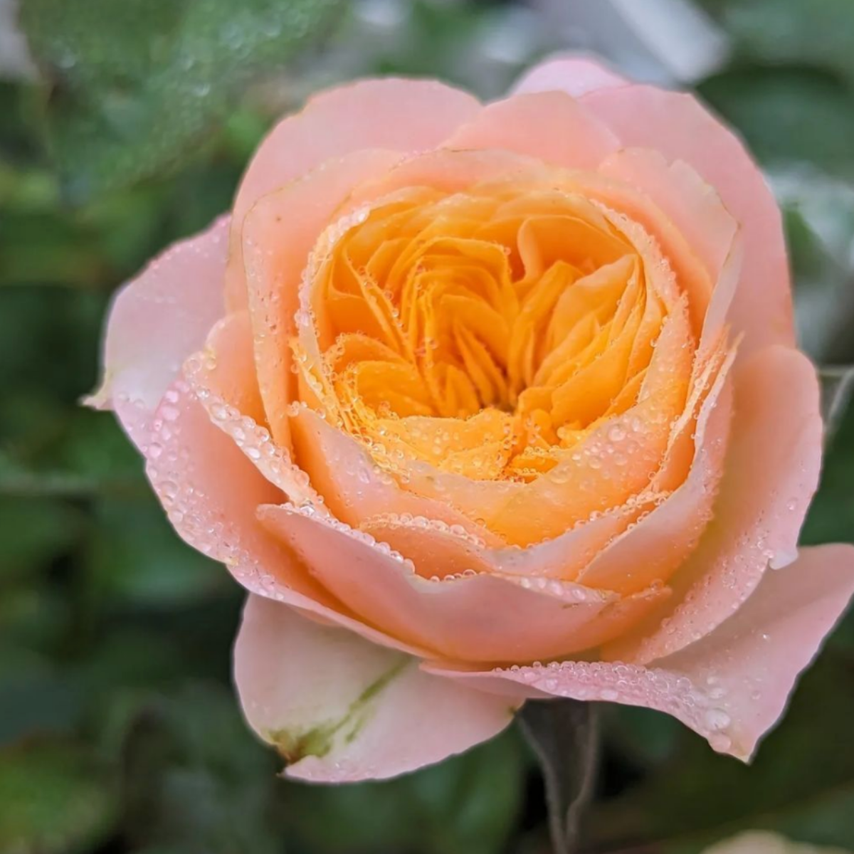 Роза Вувузела <br>(Vuvuzela Rose) Роза Вувузела <br>(Vuvuzela Rose)