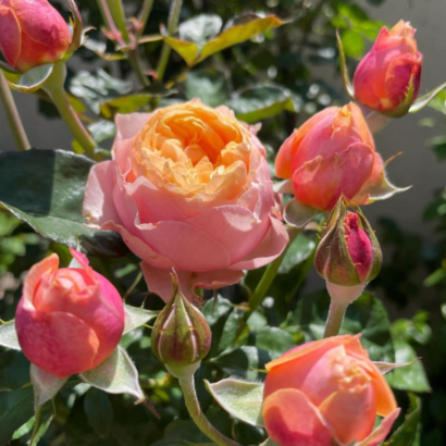 Роза Вувузела <br>(Vuvuzela Rose) Роза Вувузела <br>(Vuvuzela Rose)