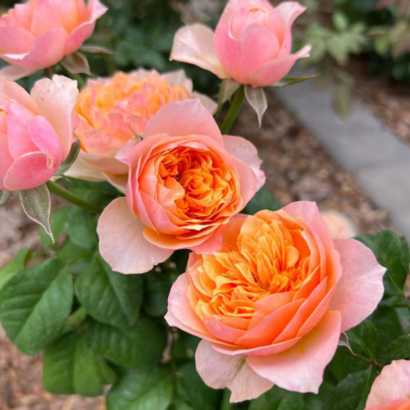 Роза Вувузела <br>(Vuvuzela Rose) Роза Вувузела <br>(Vuvuzela Rose)