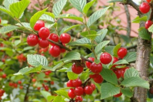 Алиса, саженцы вишни (Войлочная) Алиса, саженцы вишни (Войлочная)