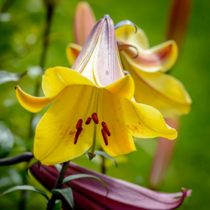 Лилия Голден Сплендор (Lilium Golden Splendour) фото 6