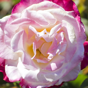 Роза двойное удовольствие (Rose Double Delight) фото 3