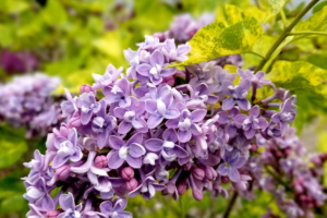 Саженцы, Сирень Аукубафолия (Aucubaefolia) Саженцы, Сирень Аукубафолия (Aucubaefolia)