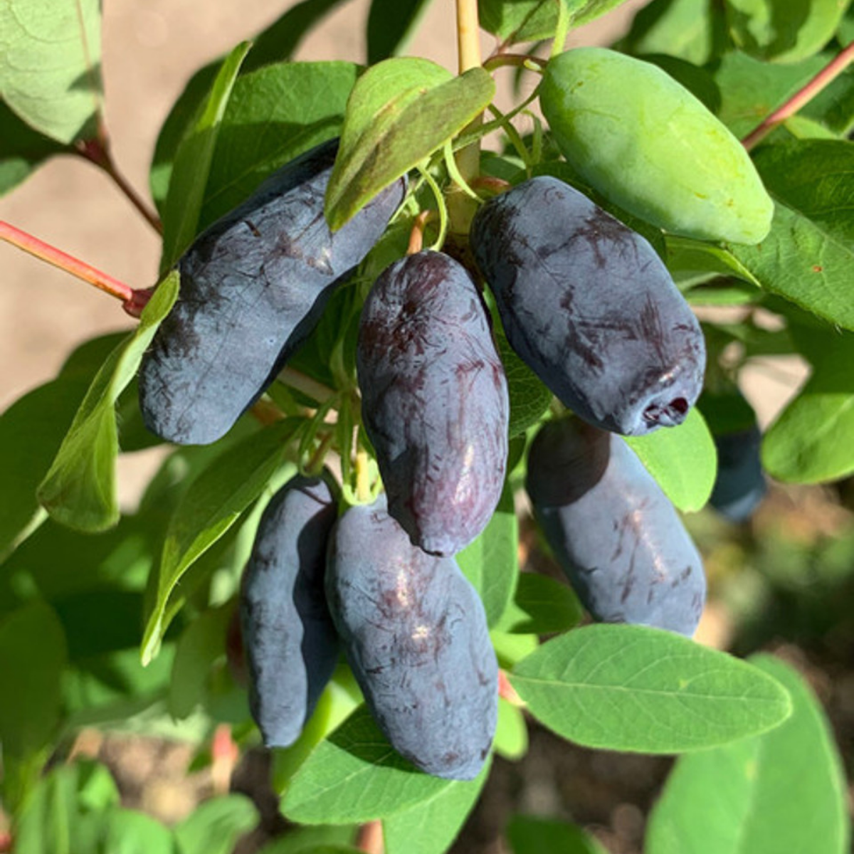 Жимолость Блю банан, (Blue Banana)<br>канадская, саженцы Жимолость Блю банан, (Blue Banana)<br>канадская, саженцы