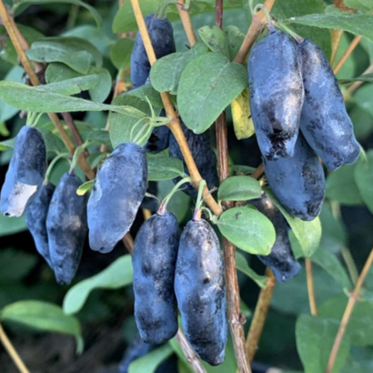 Жимолость Блю банан, (Blue Banana)<br>канадская, саженцы Жимолость Блю банан, (Blue Banana)<br>канадская, саженцы
