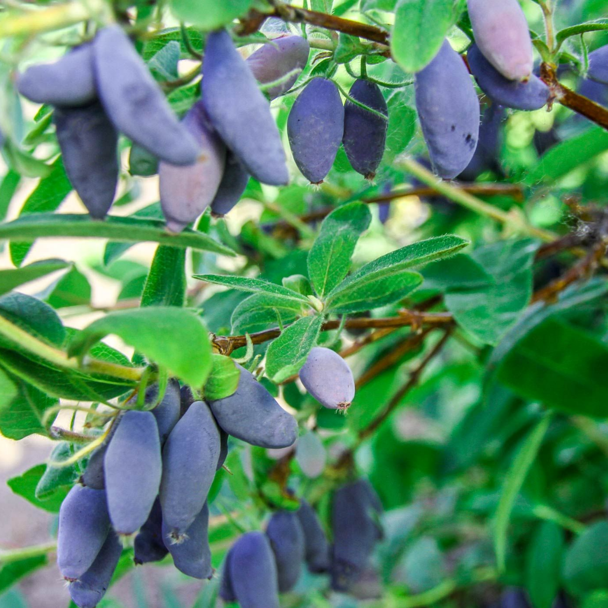 Жимолость Блю банан, (Blue Banana)<br>канадская, саженцы Жимолость Блю банан, канадская, (Blue Banana) саженцы