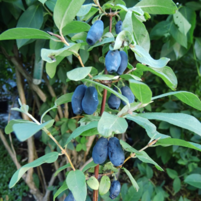 Жимолость Блю банан, (Blue Banana)<br>канадская, саженцы Жимолость Блю банан, (Blue Banana)<br>канадская, саженцы