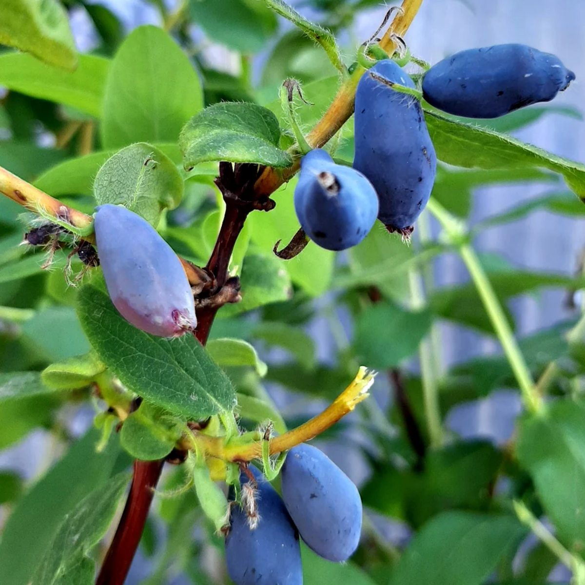 Жимолость Блю банан, (Blue Banana)<br>канадская, саженцы Жимолость Блю банан, (Blue Banana)<br>канадская, саженцы
