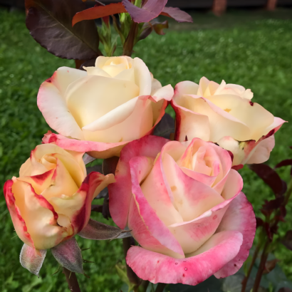 Роза Белла Перла<br>(Rose Belle Perle) Роза Белла Перла (Rose Belle Perle) купить саженцы в Новосибирске.
