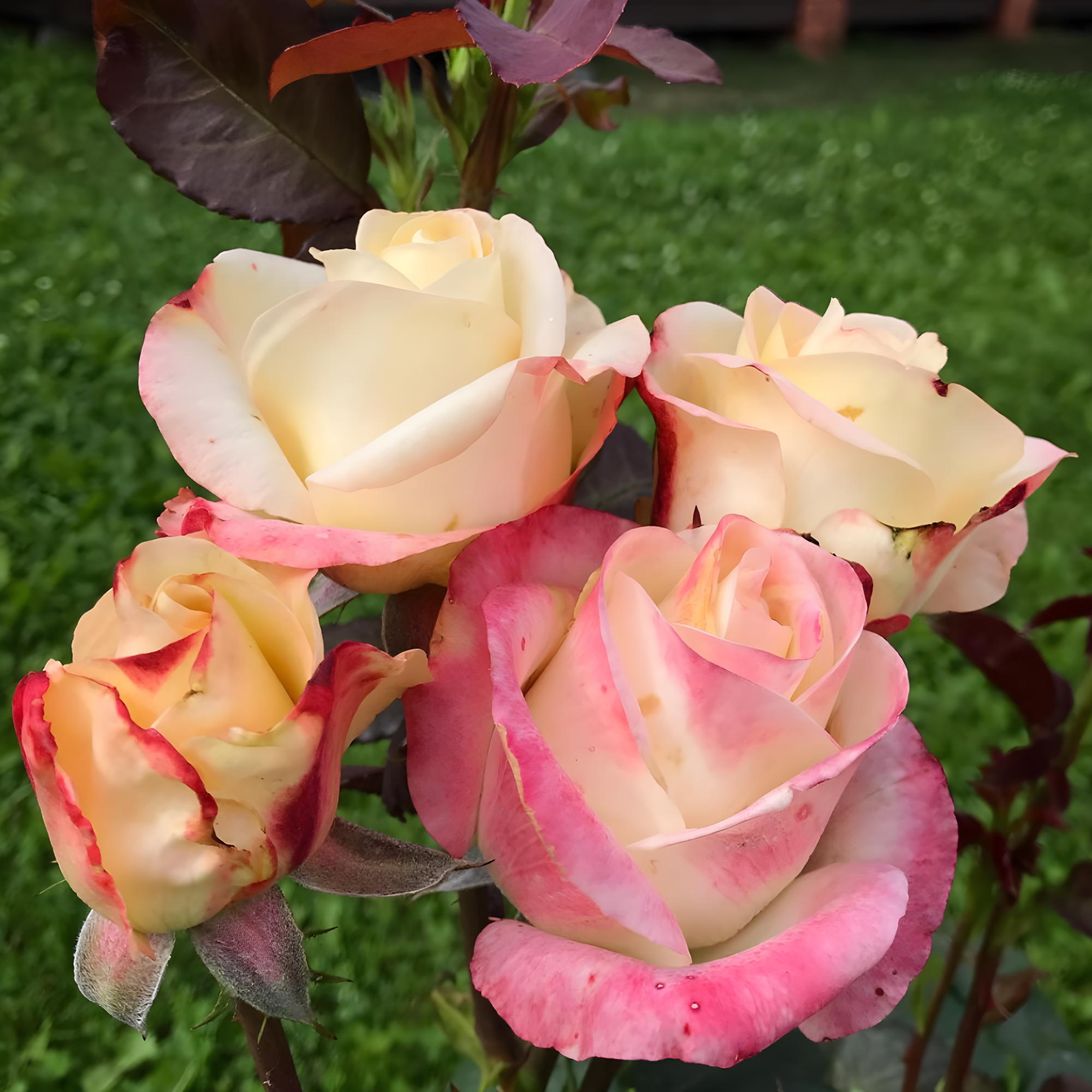 Роза Белла Перла<br>(Rose Belle Perle) Роза Белла Перла (Rose Belle Perle) купить саженцы в Новосибирске.