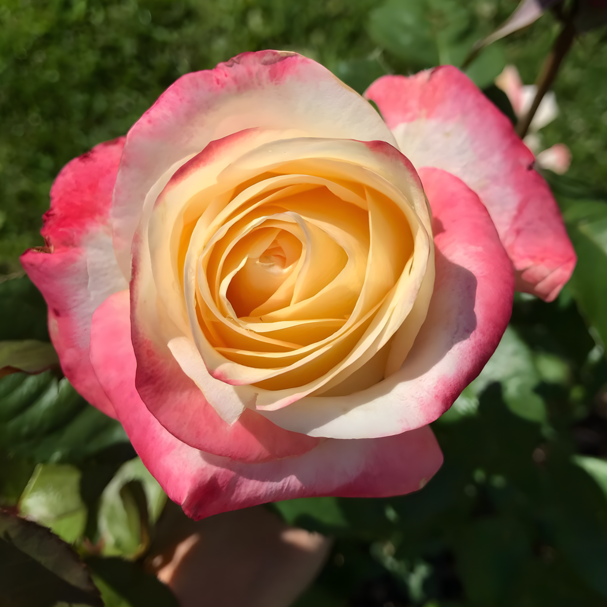 Роза Белла Перла<br>(Rose Belle Perle) Роза Белла Перла (Rose Belle Perle) купить саженцы в Новосибирске.