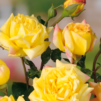 Роза Глория Дей<br>(Rose Gloria Day) Роза Глория Дей (Rose Gloria Day) купить саженцы в Новосибирске.