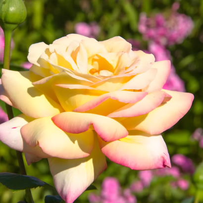 Роза Глория Дей<br>(Rose Gloria Day) Роза Глория Дей (Rose Gloria Day) купить саженцы в Новосибирске.
