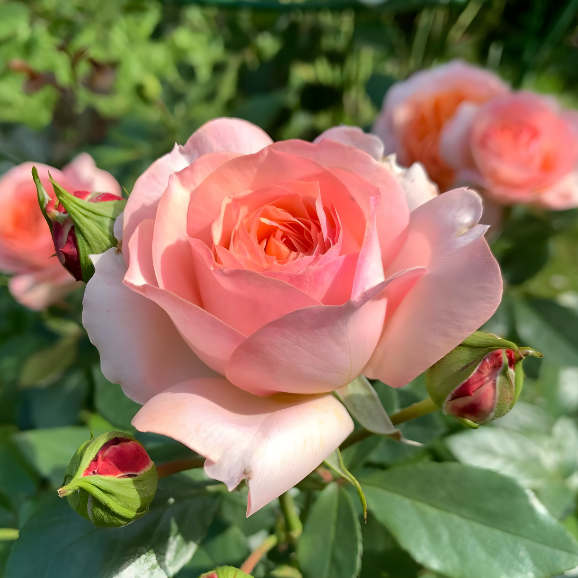 Роза Сурир де Хавр<br>(Sourire du Havre) Роза Сурир де Хавр (Sourire du Havre) купить саженцы в Новосибирске.
