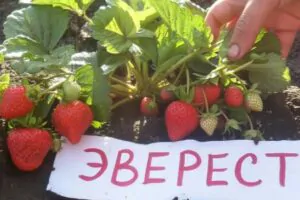 Гора Эверест саженцы клубники: новинка 2026 Гора Эверест саженцы клубники: новинка 2026