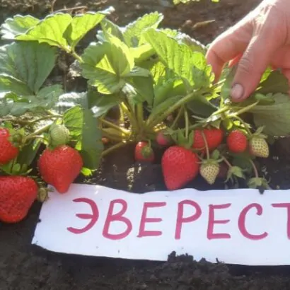 Гора Эверест саженцы клубники: новинка 2026 Гора Эверест саженцы клубники: новинка 2026