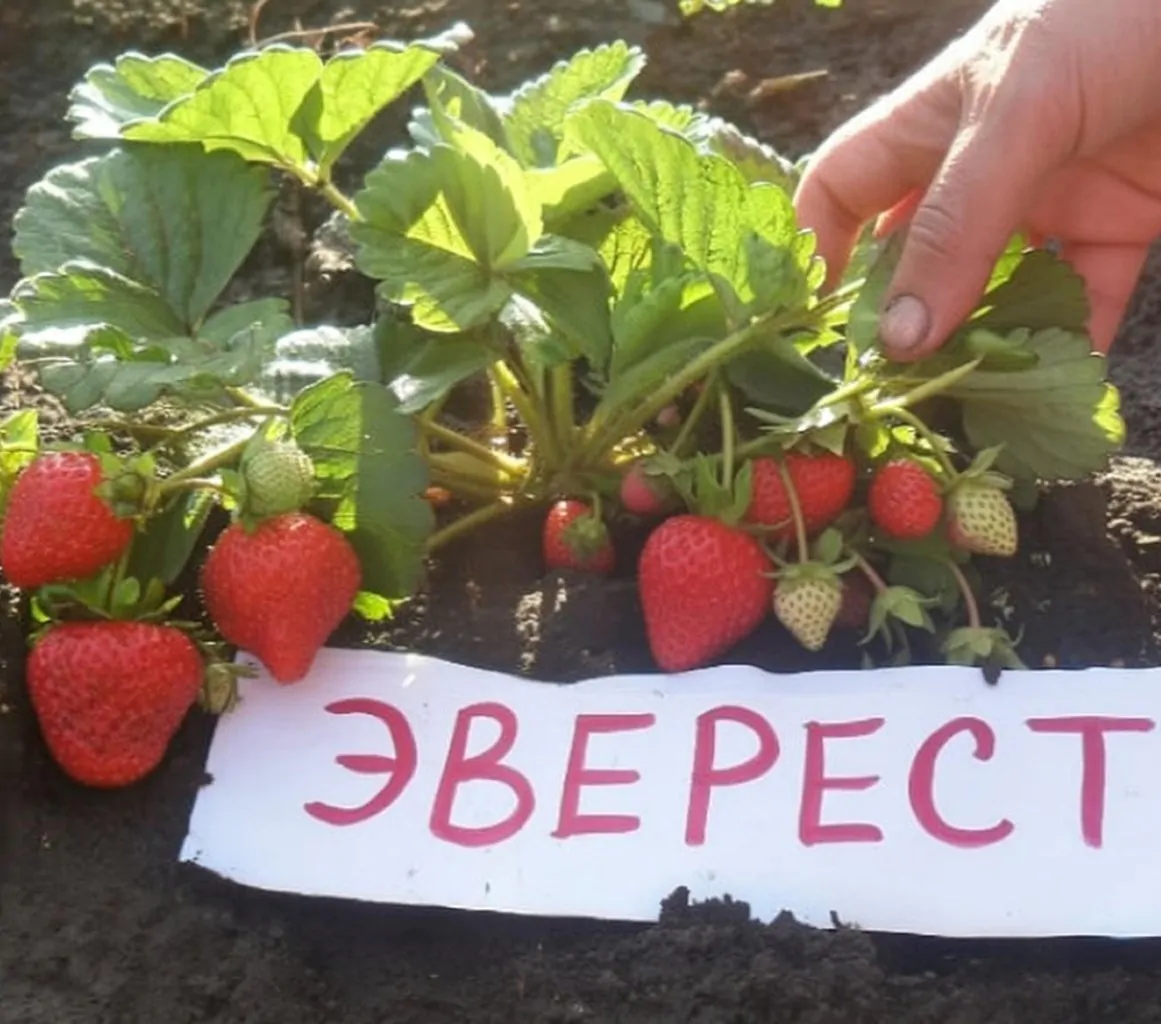Гора Эверест саженцы клубники: новинка 2026 Гора Эверест саженцы клубники: новинка 2026