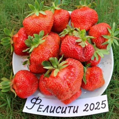 Клубника Felicity (Фелисити) саженцы: новинка 2026 Клубника Felicity (Фелисити) саженцы: новинка 2026