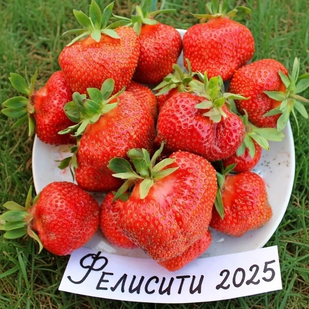 Клубника Felicity (Фелисити) саженцы: новинка 2026 Клубника Felicity (Фелисити) саженцы: новинка 2026