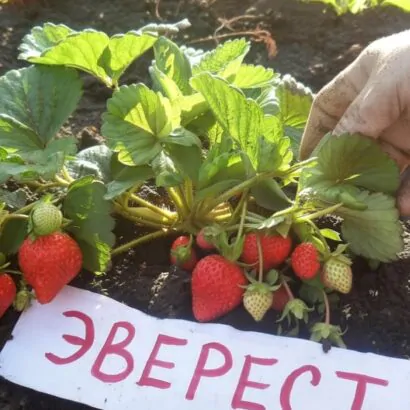 Гора Эверест саженцы клубники: новинка 2026 Гора Эверест саженцы клубники: новинка 2026