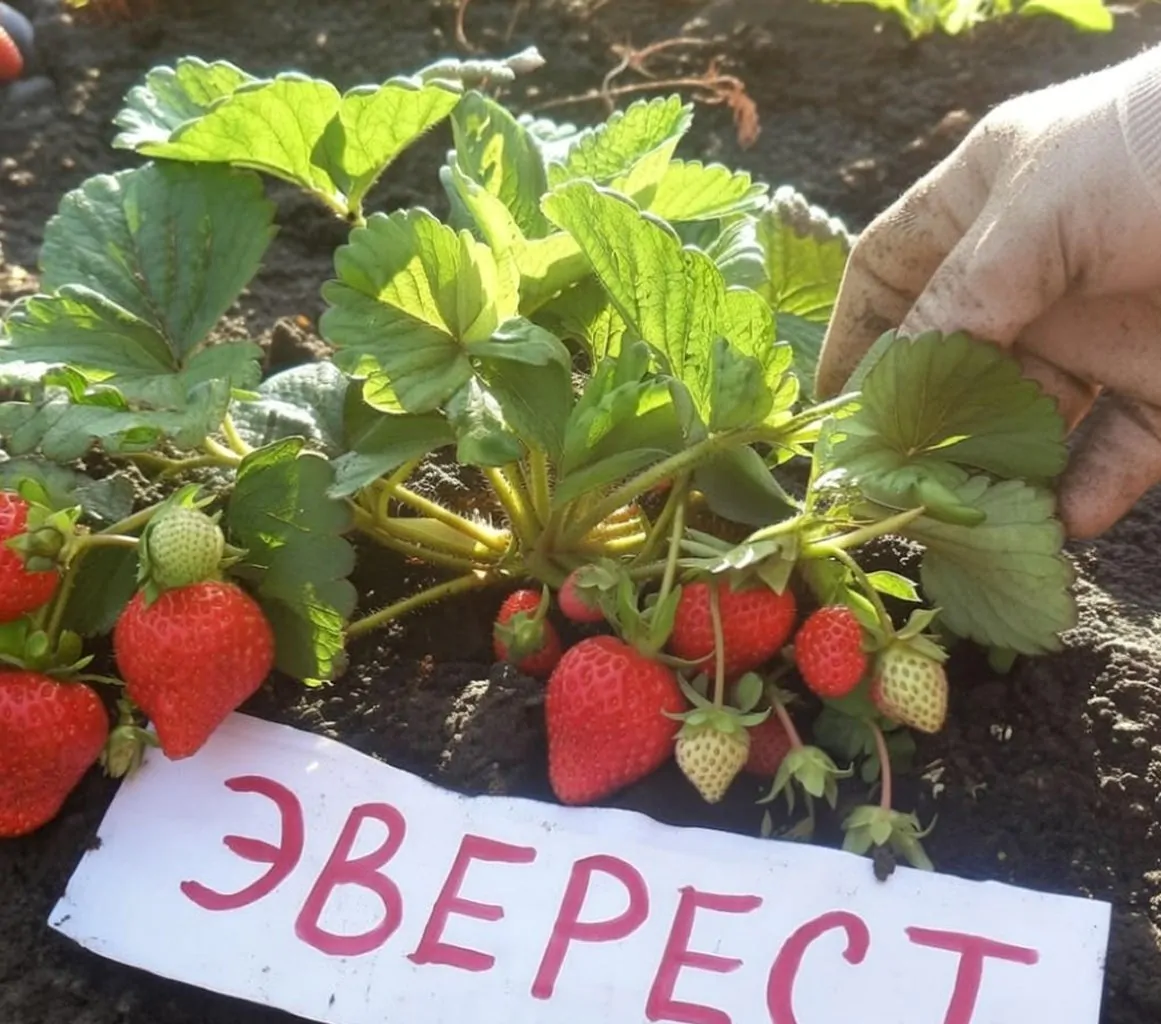 Гора Эверест саженцы клубники: новинка 2026 Гора Эверест саженцы клубники: новинка 2026
