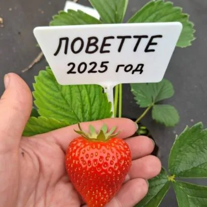 Клубника Lovette (Ловитте) саженцы: новинка 2026 Клубника Lovette (Ловитте) саженцы: новинка 2026
