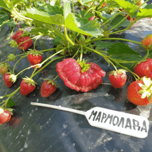 Мармелада, саженцы клубники фото 3