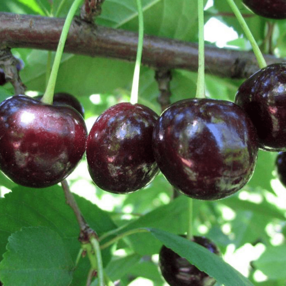 shokoladniza
