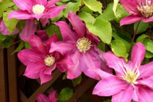 Клематис Вино (Clematis Vino)