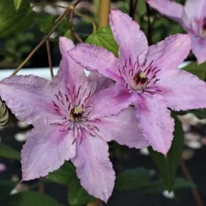 Клематис Хегли (Hagley Hybrid)