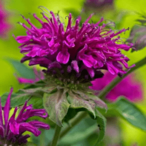 Монарда(бергамот) вишневая, красная и белая фото 6