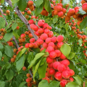 Северное сияние, саженцы абрикоса